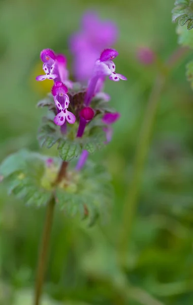 Beautiful tiny pink-purple florets — Stock Photo, Image