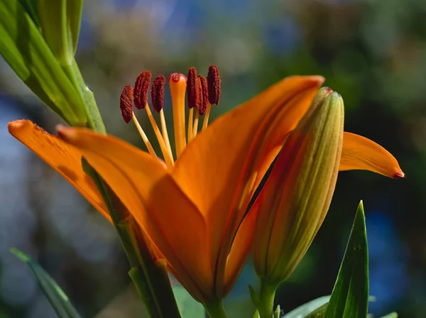 Lírio laranja espetacular em plena floração — Fotografia de Stock