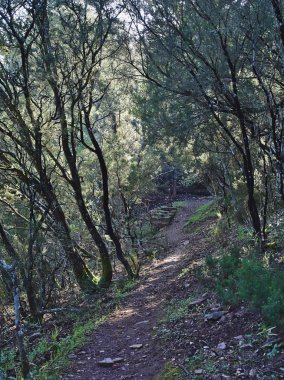 Monfrague 'ın Kırmızı Yolu' ndaki Akdeniz ormanının tüm çalılıkları.