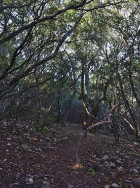 Monfrague 'ın Kırmızı Yolu' ndaki Akdeniz ormanının tüm çalılıkları.