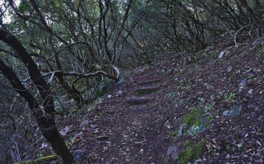 Monfrague 'ın Kırmızı Yolu' ndaki Akdeniz ormanının tüm çalılıkları.