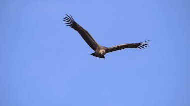 Griffon akbabalarının muhteşem örnekleri tüm boyutlarını gösteriyor.