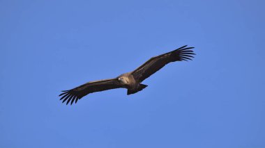 Griffon akbabalarının muhteşem örnekleri tüm boyutlarını gösteriyor.