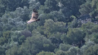 Griffon akbabalarının muhteşem örnekleri tüm boyutlarını gösteriyor.