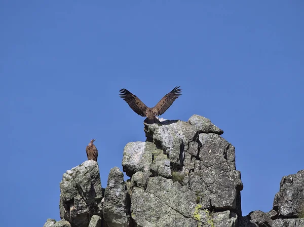 Buitre Leonado Aterrizando Una Roca Con Espectador Observando Acción —  Fotos de Stock