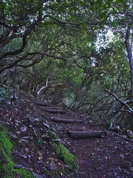 Monfrague Kırmızı Yolu Ndaki Akdeniz Ormanının Tüm Çalılıkları — Stok fotoğraf