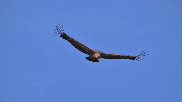 Prächtige Exemplare Des Gänsegeiers Vollem Flug Zeigen Seine Ganze Größe — Stockfoto