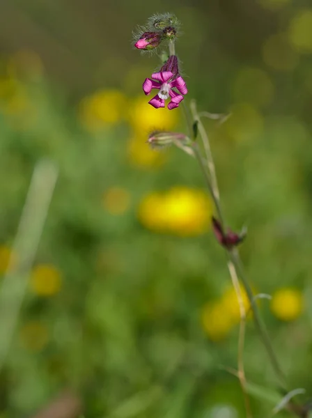 Detail Plant Flower Colleja Colorada Silene Colorata Yellowish Green Background — Stock Photo, Image