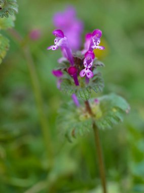 Lamio, Lamium amplexicaule 'un yeşil arka plandaki ayrıntıları.