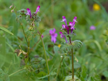 Lamio, Lamium amplexicaule 'un yeşil arka plandaki ayrıntıları.