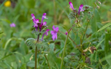 Lamio, Lamium amplexicaule 'un yeşil arka plandaki ayrıntıları.