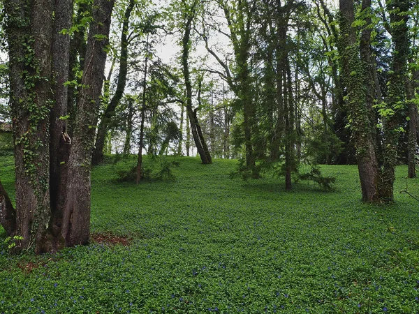 イルデフォンソ農場の木 緑の空間 — ストック写真