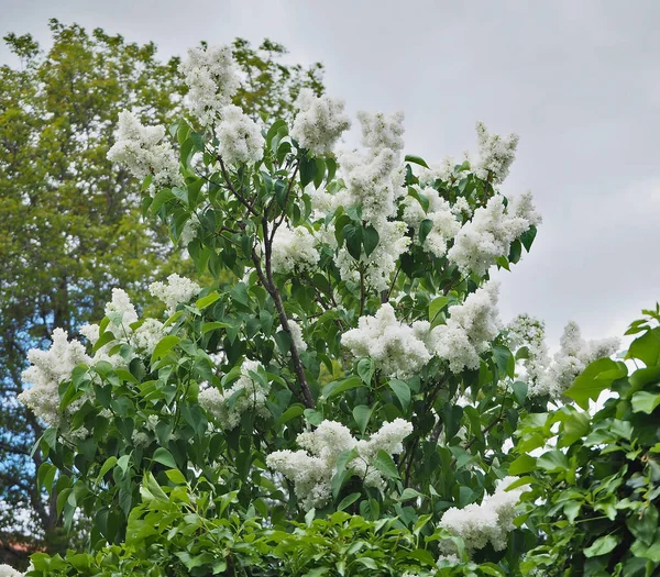 Árvore Com Cachos Flores Brancas Pequenas Bonitas — Fotografia de Stock