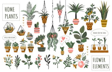 Houseplants flowerpots isolated icons vector illustration. Decorative home plants, botanical icons and stickers. Flower pots and kitchen herbs, hanging plants, floral decorations collection