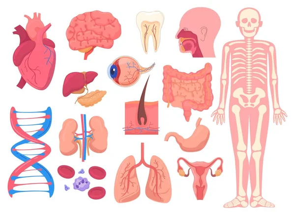 Human body anatomy organs, medical vector illustration — 스톡 벡터