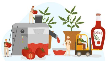 People making ketchup from fresh tomatoes, vector illustration