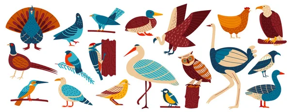 Aves silvestres y caseras, ilustración de vectores de dibujos animados conjunto de aves, colección de aves europeas paloma, cuervo, gaviota, gaviota y búho, pollo . — Vector de stock