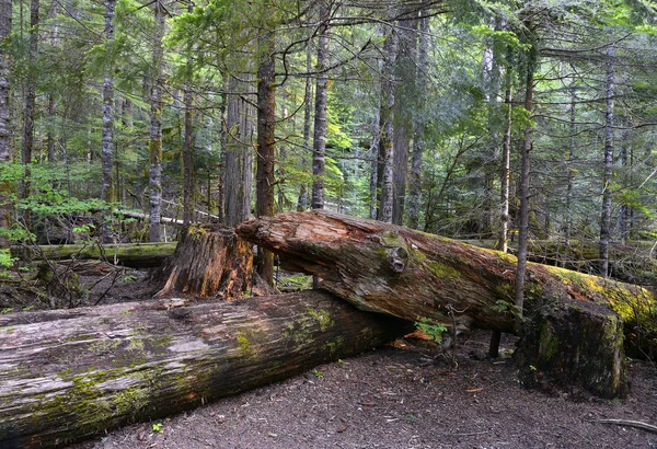 Antiguo Bosque Mount Rainier Washington Antecedentes — Foto de Stock
