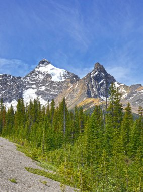 Athabasca Dağı, Banff Ulusal Parkı, Alberta, Kanada. Banff Ulusal Parkı Unesco Dünya Mirası Alanıdır