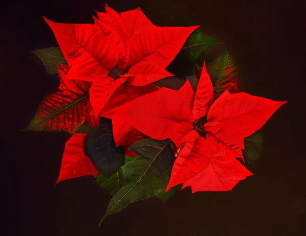 Red Poinsettia Christmas Flower Black Background — ストック写真