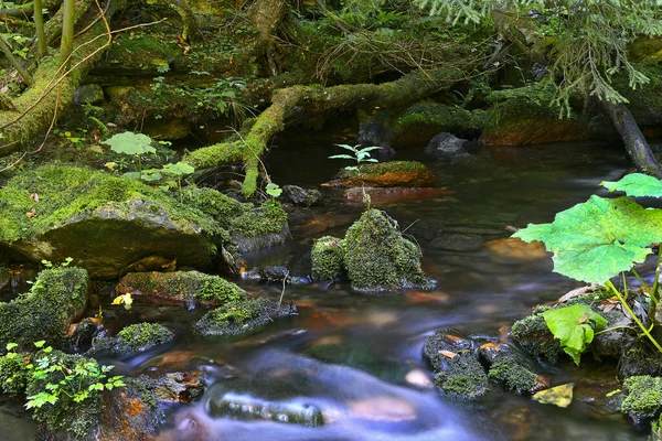Agua Corriendo Sobre Rocas Río Bila Opava Montañas Jeseniky Montaña — Foto de Stock