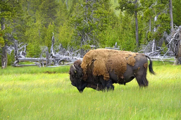 Buffalo Biscuit Basin Paisagens Cênicas Atividade Geotérmica Parque Nacional Yellowstone — Fotografia de Stock