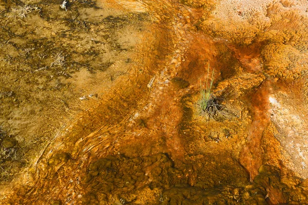 Живописные Пейзажи Геотермальной Деятельности Йеллоустонского Национального Парка Сша Бассейн Печенья — стоковое фото
