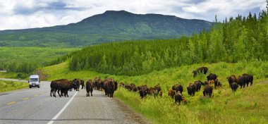 Wood Bison (Bizon bizonu athabascae) Alaska otoyolunda. Dünyaca ünlü Alaska Otoyolu, Amerika Birleşik Devletleri 'ni Kanada üzerinden Alaska' ya bağlamak amacıyla 2. Dünya Savaşı sırasında inşa edildi.