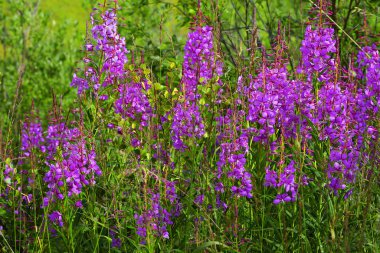Denali Karayolu, Alaska, Usa 'daki Maclaren Nehri Vadisi' nde çiçekler