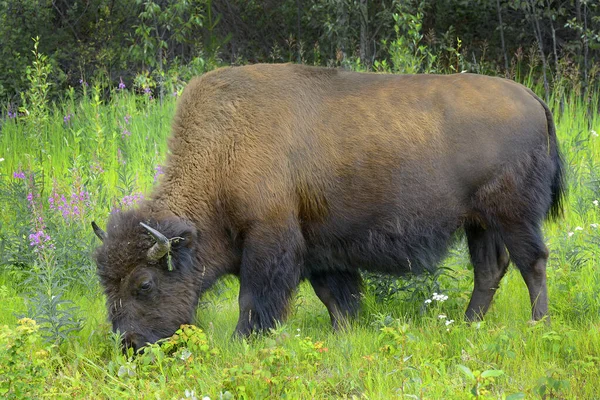 Wood Bison Bison Bison Athabascae Estrada Alasca Mundialmente Famosa Rodovia — Fotografia de Stock