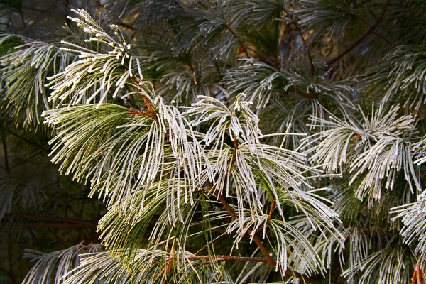 Frost Pine Needles Background — Stock Photo, Image