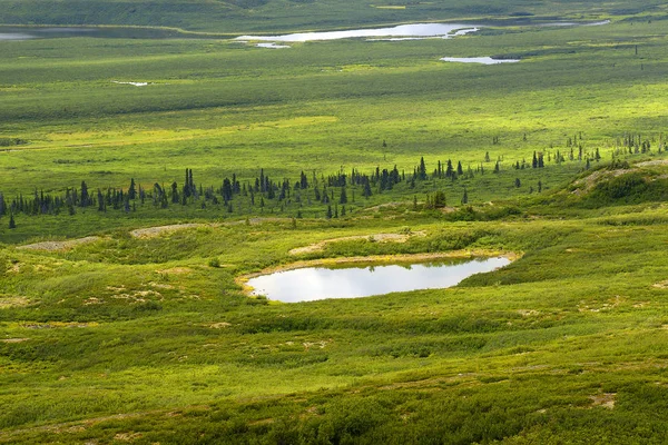 Maclaren River Valley Denali Highway Aljaška Usa — Stock fotografie