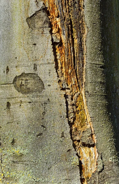 Baumrinde Holz Hintergrund — Stockfoto