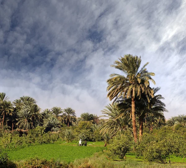 Agriculteurs Sur Les Rives Nil Afrique Egypte — Photo