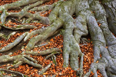 Eski ağaç kökleri - Avrupa kayın ağacı (Fagus sylvatica), park şatosu Hukvaldy, Moravya, Çek Cumhuriyeti