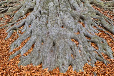 Eski ağaç kökleri - Avrupa kayın ağacı (Fagus sylvatica), park şatosu Hukvaldy, Moravya, Çek Cumhuriyeti