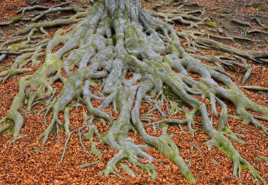 Eski ağaç kökleri - Avrupa kayın ağacı (Fagus sylvatica), park şatosu Hukvaldy, Moravya, Çek Cumhuriyeti
