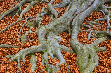 Eski ağaç kökleri - Avrupa kayın ağacı (Fagus sylvatica), park şatosu Hukvaldy, Moravya, Çek Cumhuriyeti