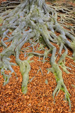 Eski ağaç kökleri - Avrupa kayın ağacı (Fagus sylvatica), park şatosu Hukvaldy, Moravya, Çek Cumhuriyeti