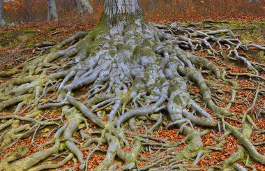 Eski ağaç kökleri - Avrupa kayın ağacı (Fagus sylvatica), park şatosu Hukvaldy, Moravya, Çek Cumhuriyeti