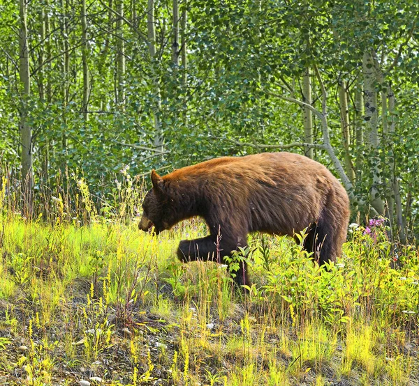 Urso Pardo Estrada Alasca Colúmbia Britânica Canadá — Fotografia de Stock