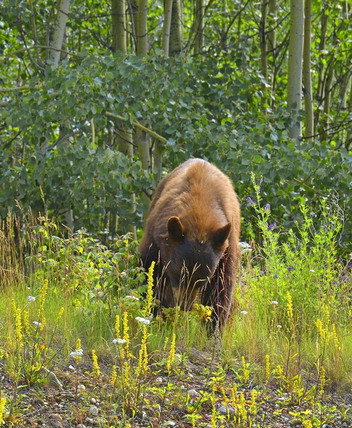 Urso Pardo Estrada Alasca Colúmbia Britânica Canadá — Fotografia de Stock