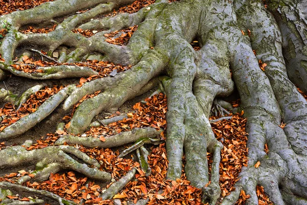 Eski ağaç kökleri - Avrupa kayın ağacı (Fagus sylvatica), park şatosu Hukvaldy, Moravya, Çek Cumhuriyeti