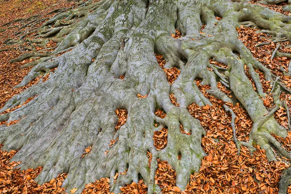Eski ağaç kökleri - Avrupa kayın ağacı (Fagus sylvatica), park şatosu Hukvaldy, Moravya, Çek Cumhuriyeti