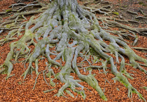Eski ağaç kökleri - Avrupa kayın ağacı (Fagus sylvatica), park şatosu Hukvaldy, Moravya, Çek Cumhuriyeti