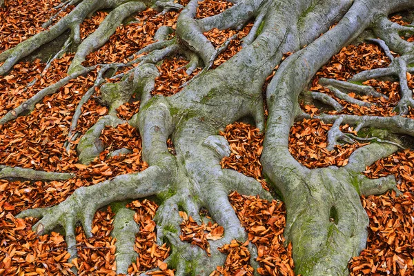 Eski ağaç kökleri - Avrupa kayın ağacı (Fagus sylvatica), park şatosu Hukvaldy, Moravya, Çek Cumhuriyeti