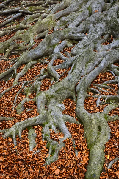 Eski ağaç kökleri - Avrupa kayın ağacı (Fagus sylvatica), park şatosu Hukvaldy, Moravya, Çek Cumhuriyeti