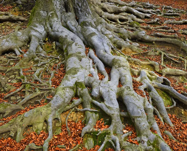 Eski ağaç kökleri - Avrupa kayın ağacı (Fagus sylvatica), park şatosu Hukvaldy, Moravya, Çek Cumhuriyeti