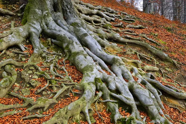 Eski ağaç kökleri - Avrupa kayın ağacı (Fagus sylvatica), park şatosu Hukvaldy, Moravya, Çek Cumhuriyeti