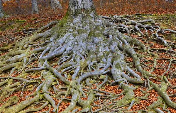 Eski ağaç kökleri - Avrupa kayın ağacı (Fagus sylvatica), park şatosu Hukvaldy, Moravya, Çek Cumhuriyeti